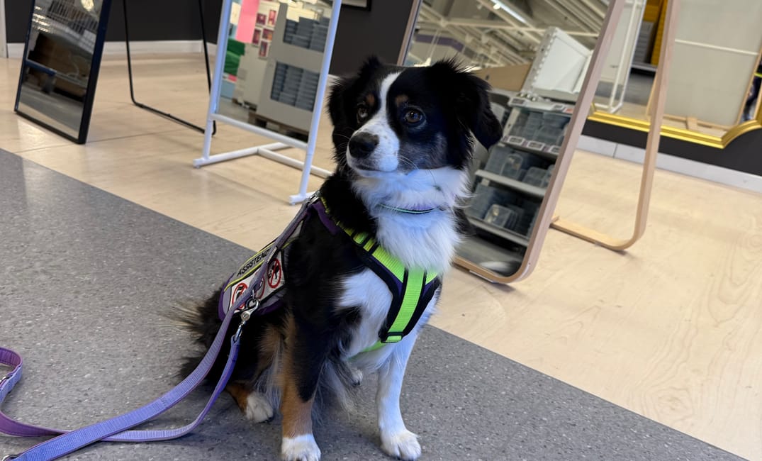 Zen auf vier Pfoten – Wenn ein Kind bellt und dein Hund einfach cool bleibt