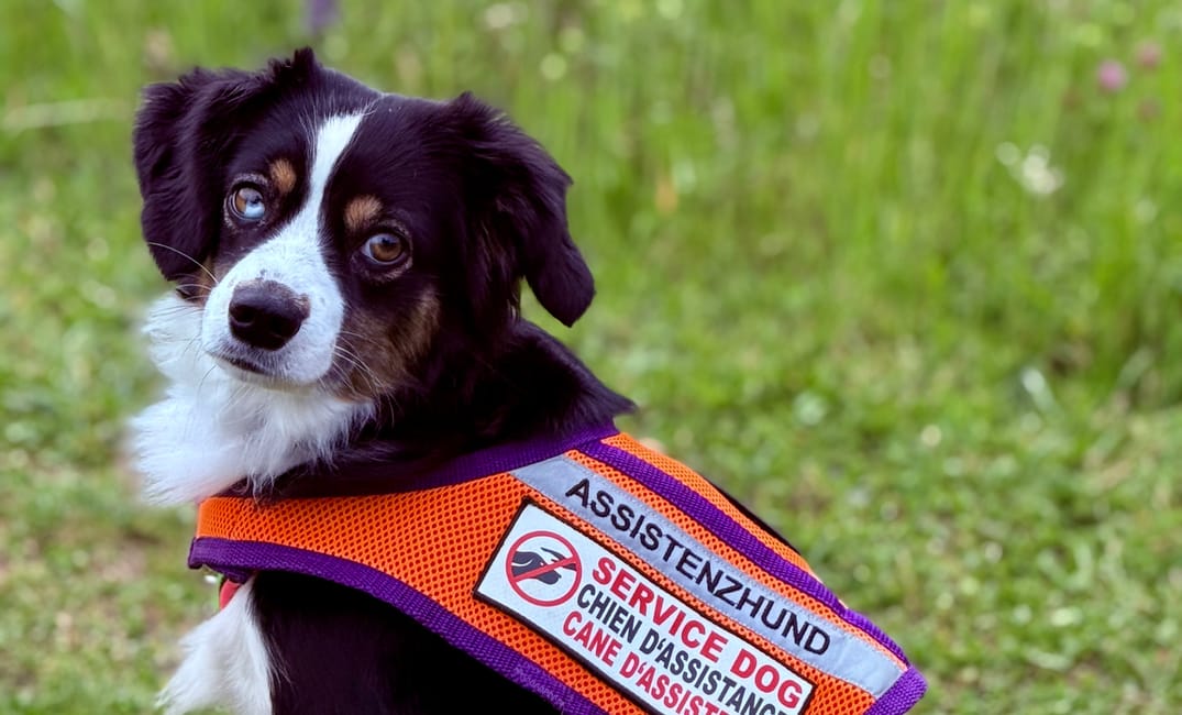 Unsere Probleme als Assistenzhunde Team diese Woche Part I + II