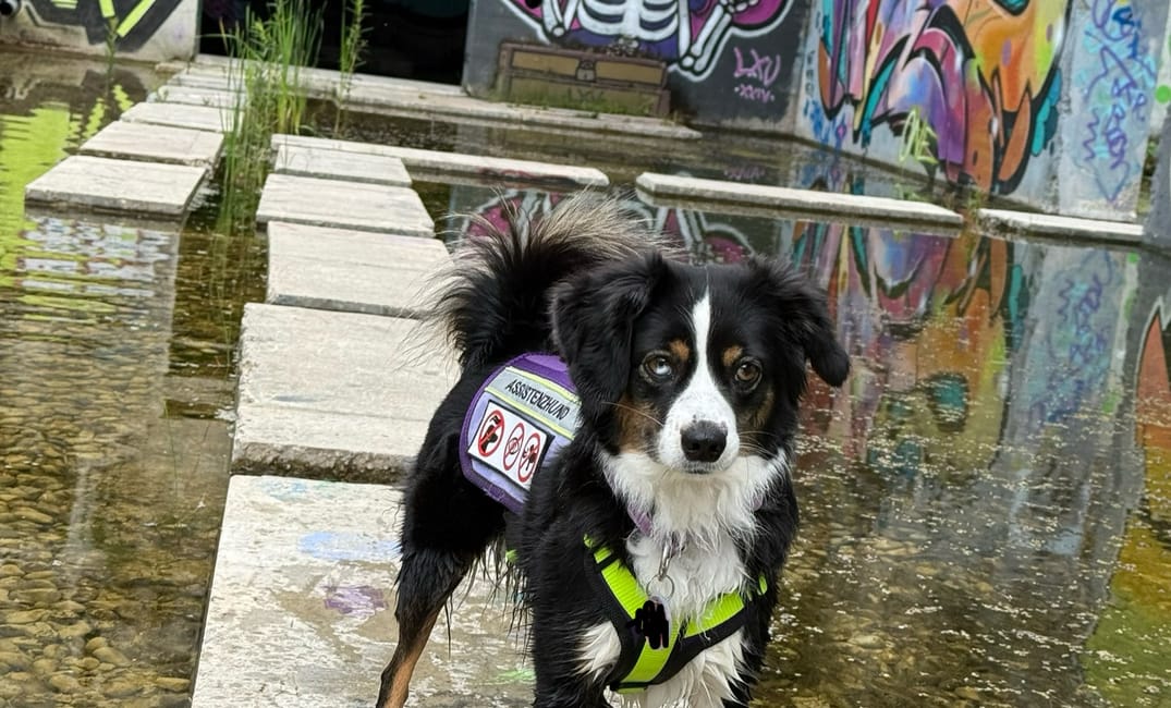 Unser Ausflug ins Attisholz-Areal – Industriekultur, Street Art und Hundeglück