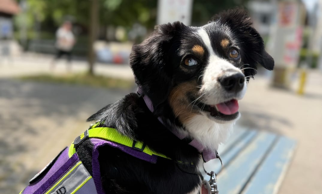 Wohnungssuche mit Assistenzhund: Unsere Erfahrung