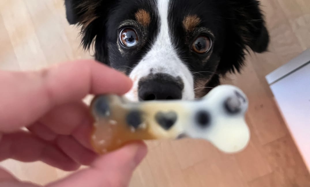 Kannst DU den Knochen mit deinem Hund tauschen?