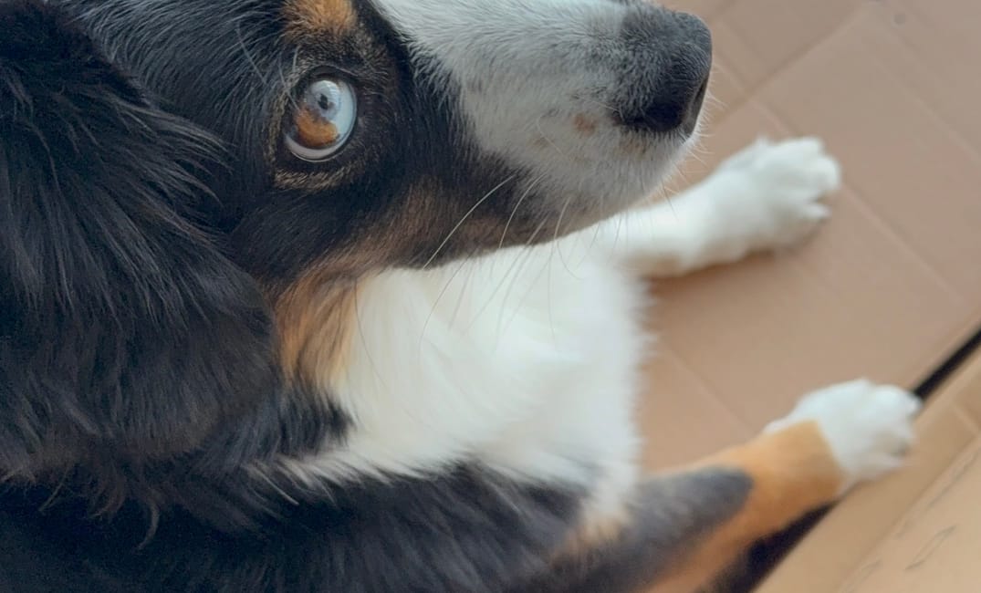 Wenn dein Hund mehr Zeug hat als du selbst…