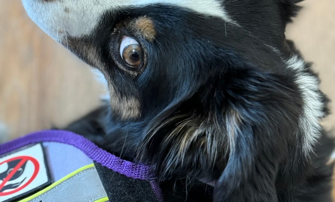 „Assistenzhund? Wofür braucht man den denn im Supermarkt?“