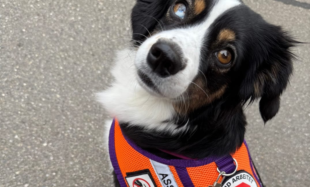 Was tun, wenn dir der Zutritt mit Assistenzhund verweigert wird?