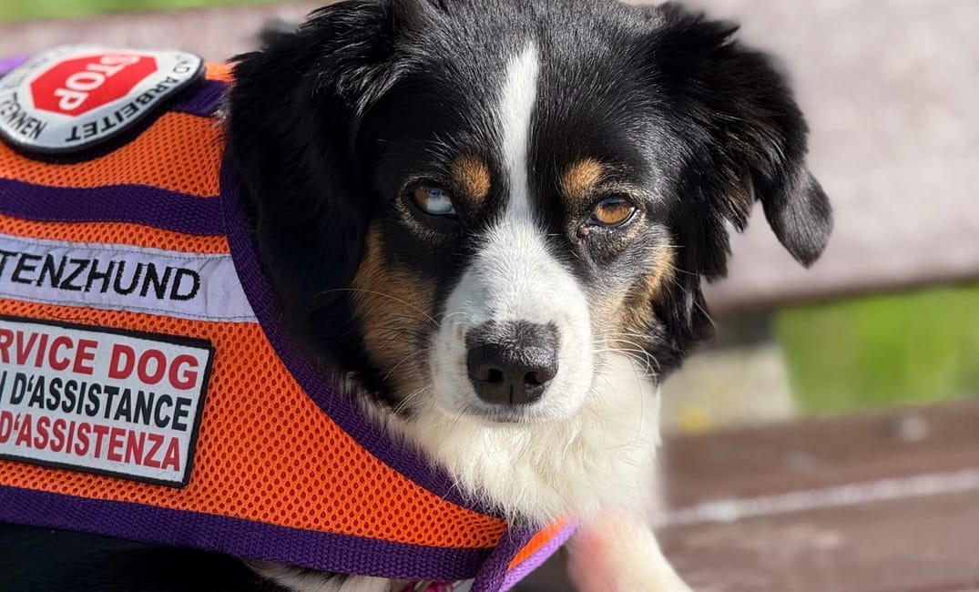 Mit Assistenzhund in einer fremden Stadt unterwegs ohne die Sprache zu sprechen