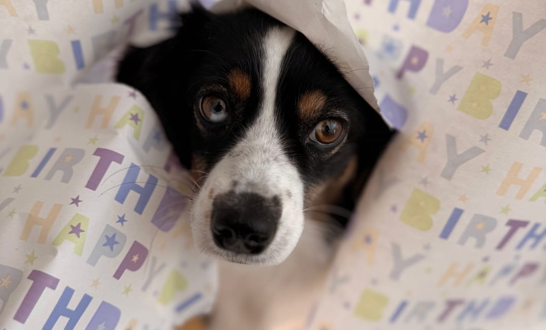 Happy Birthday, Finchen – auf viele weitere gemeinsame Jahre!