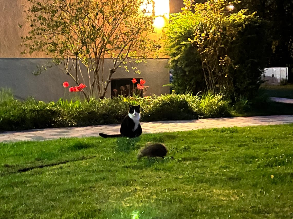 Wenn sich Katze und Igel gute Nacht sagen 🌙