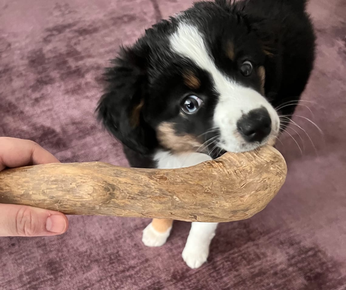 Als Fini noch Tischbeine anknabbern wollte...