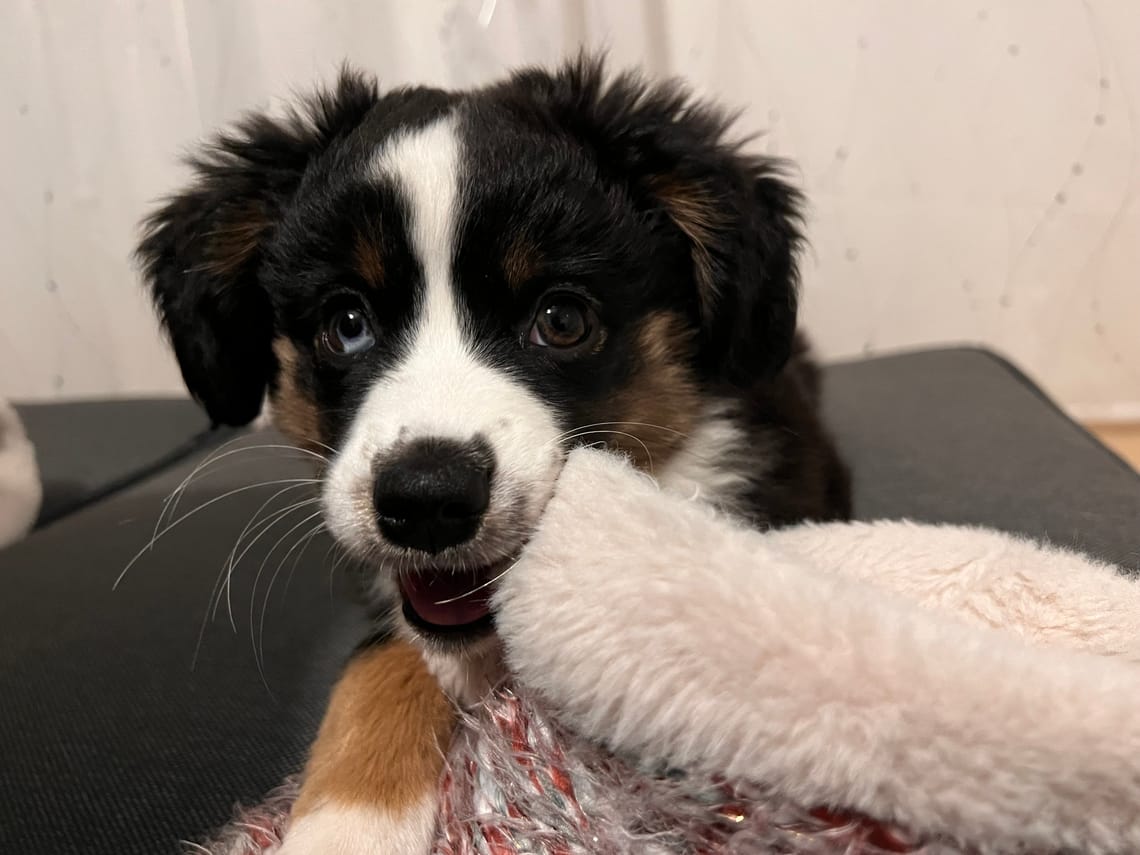 Warum vor Finchen kein Hausschuh in Sicherheit war...