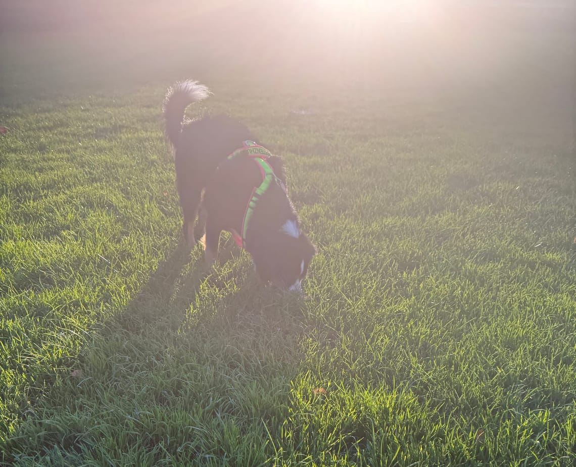 Heute wurde das feine Näschen genutzt