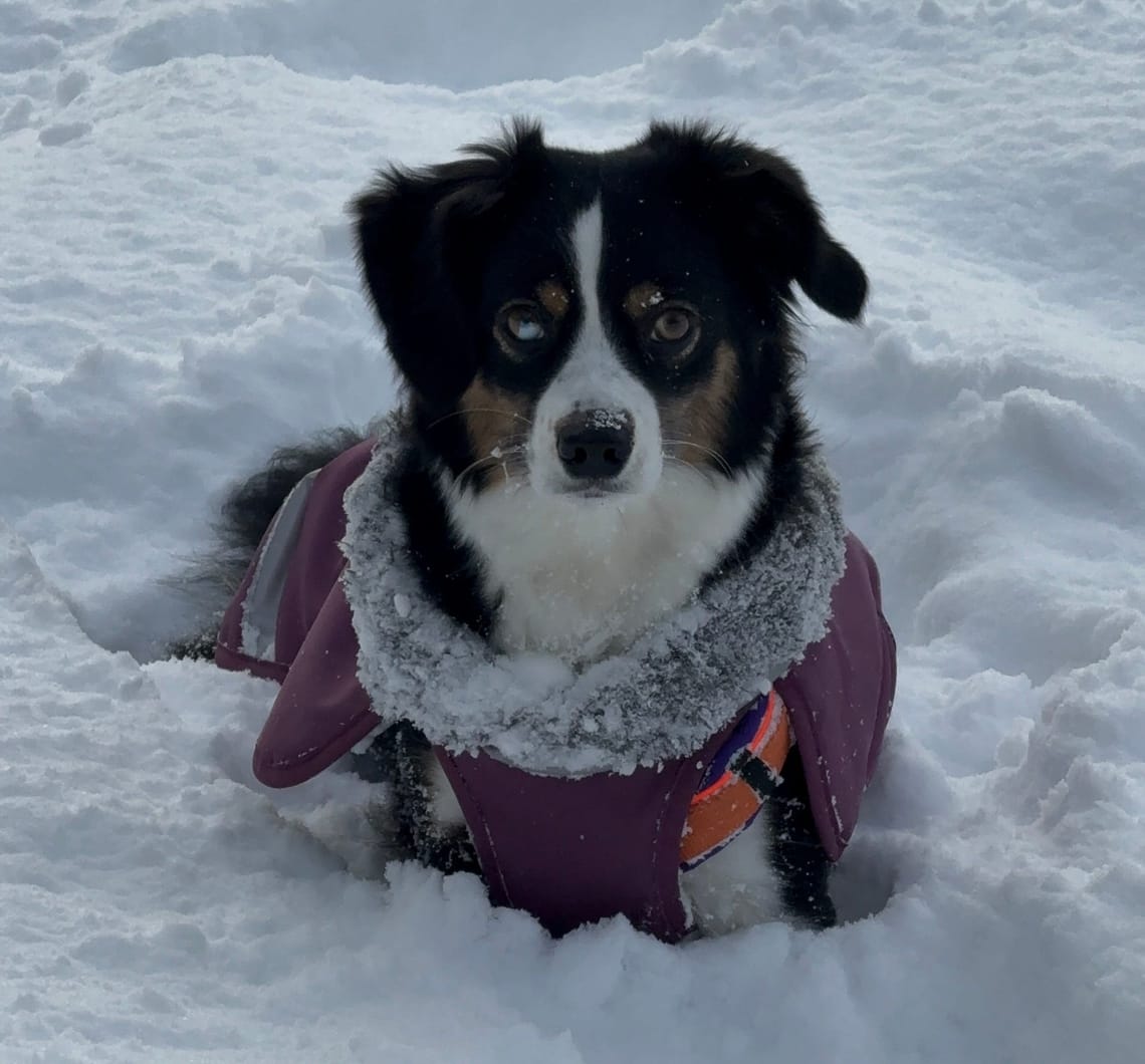 Der erste Schnee und ein platter Hund *wortwörtlich*