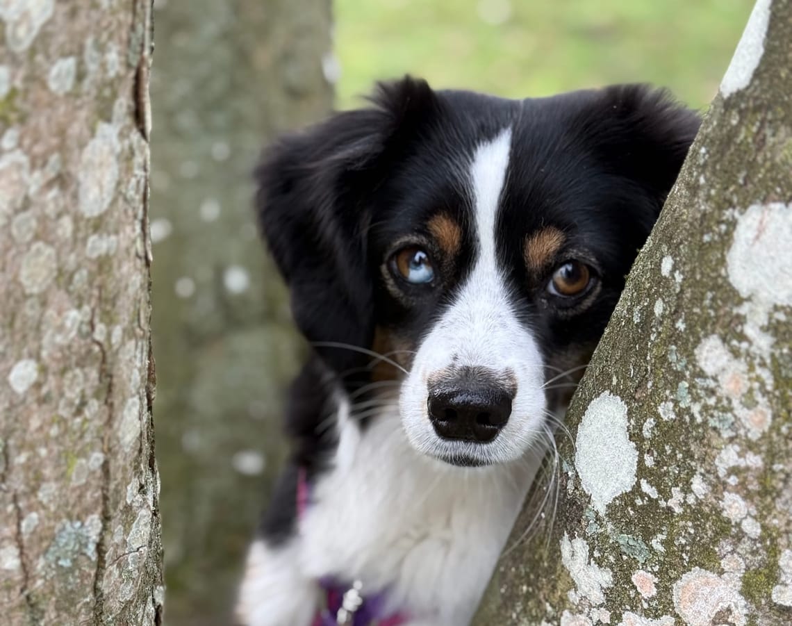 Orbit – Eine wichtige Assistenzleistung bei Reizüberflutung