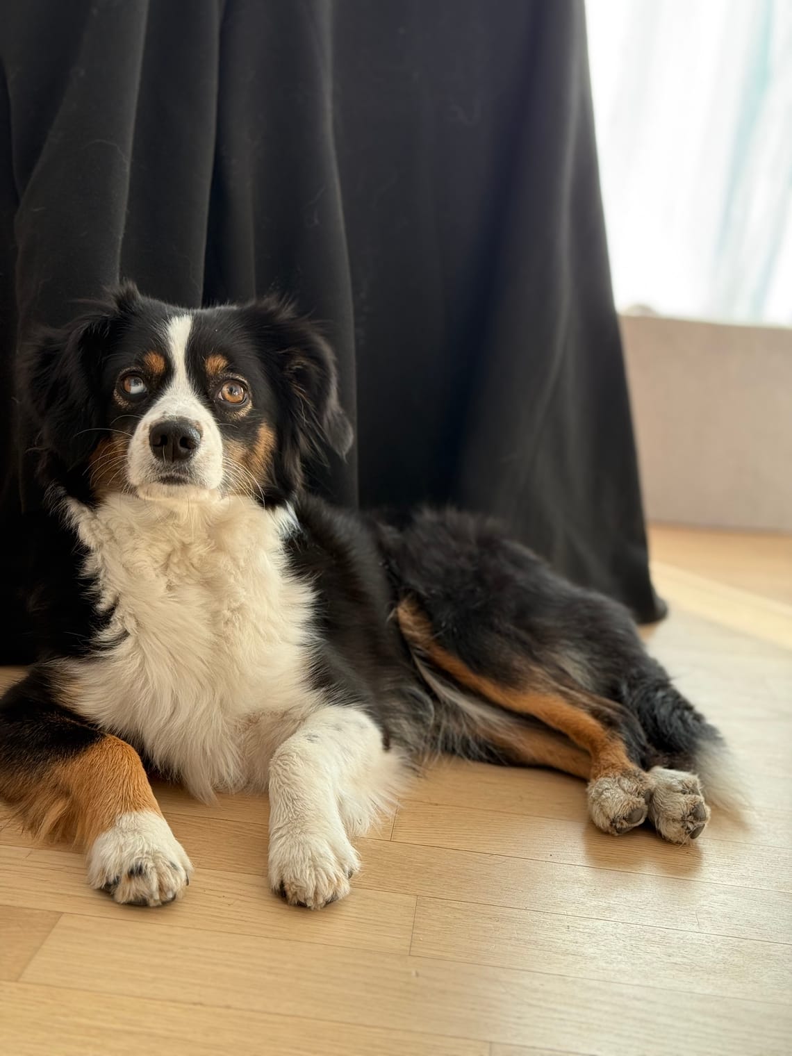 Warum du bei deiner Hündin regelmäßig die Milchleisten abtasten solltest