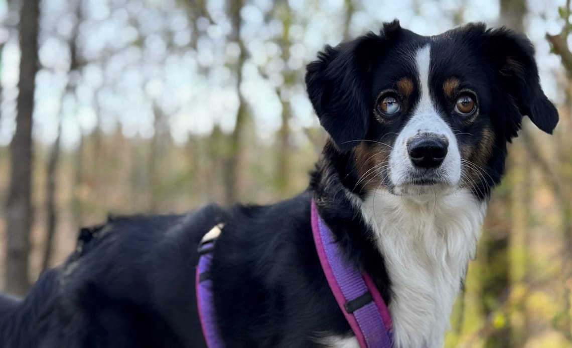24 Stunden ohne Worte: Eine Challenge mit  meiner Assistenzhündin