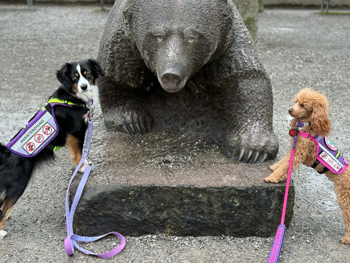 Ein Abenteuer im BärenPark Bern – unterwegs mit zwei Assistenzhunden