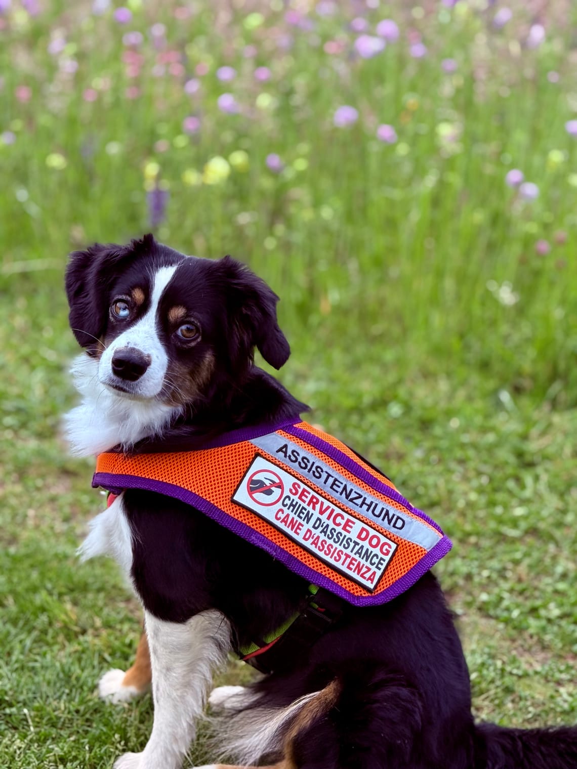 Unsere Probleme als Assistenzhunde Team diese Woche Part I + II