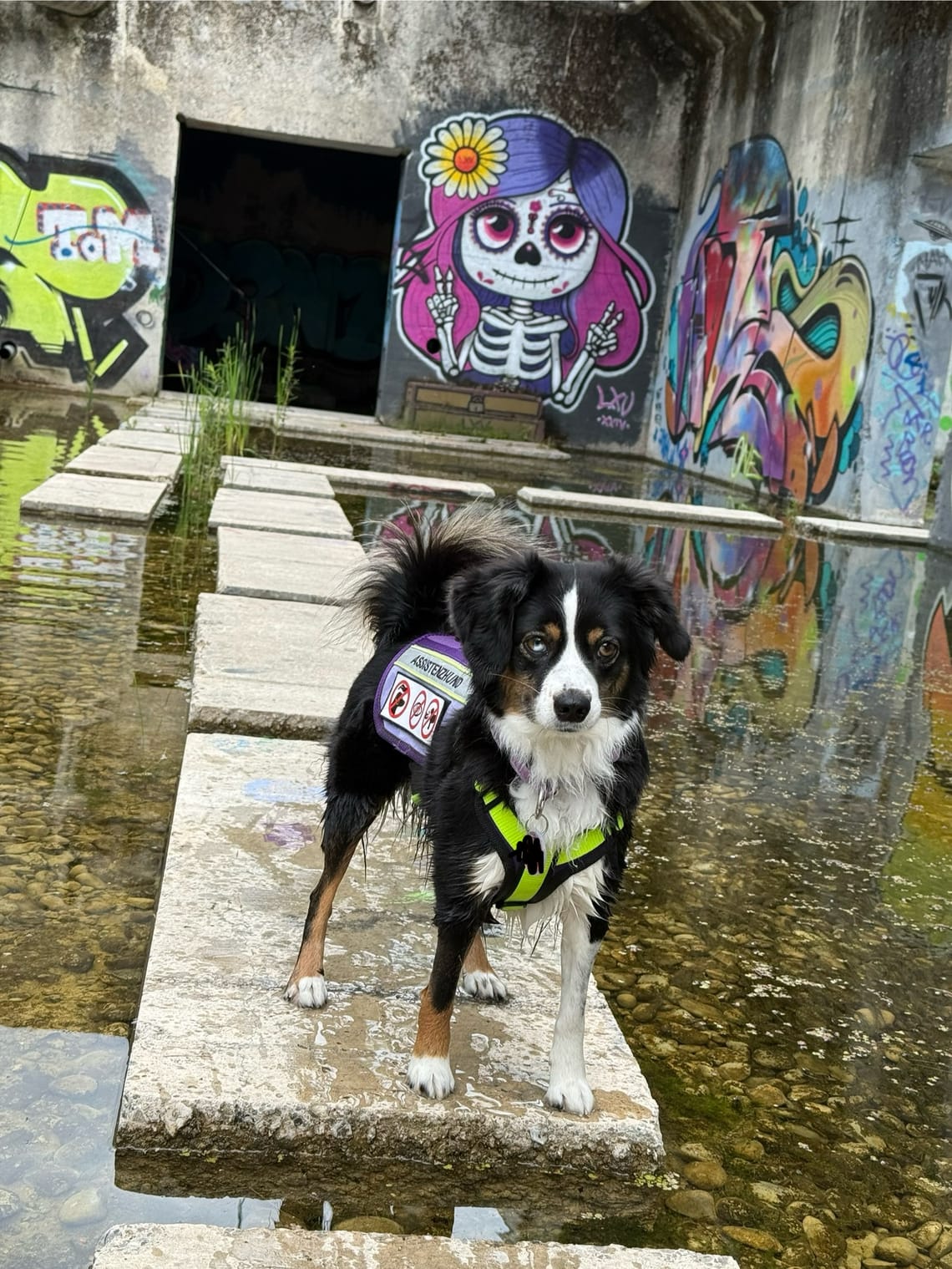 Unser Ausflug ins Attisholz-Areal – Industriekultur, Street Art und Hundeglück