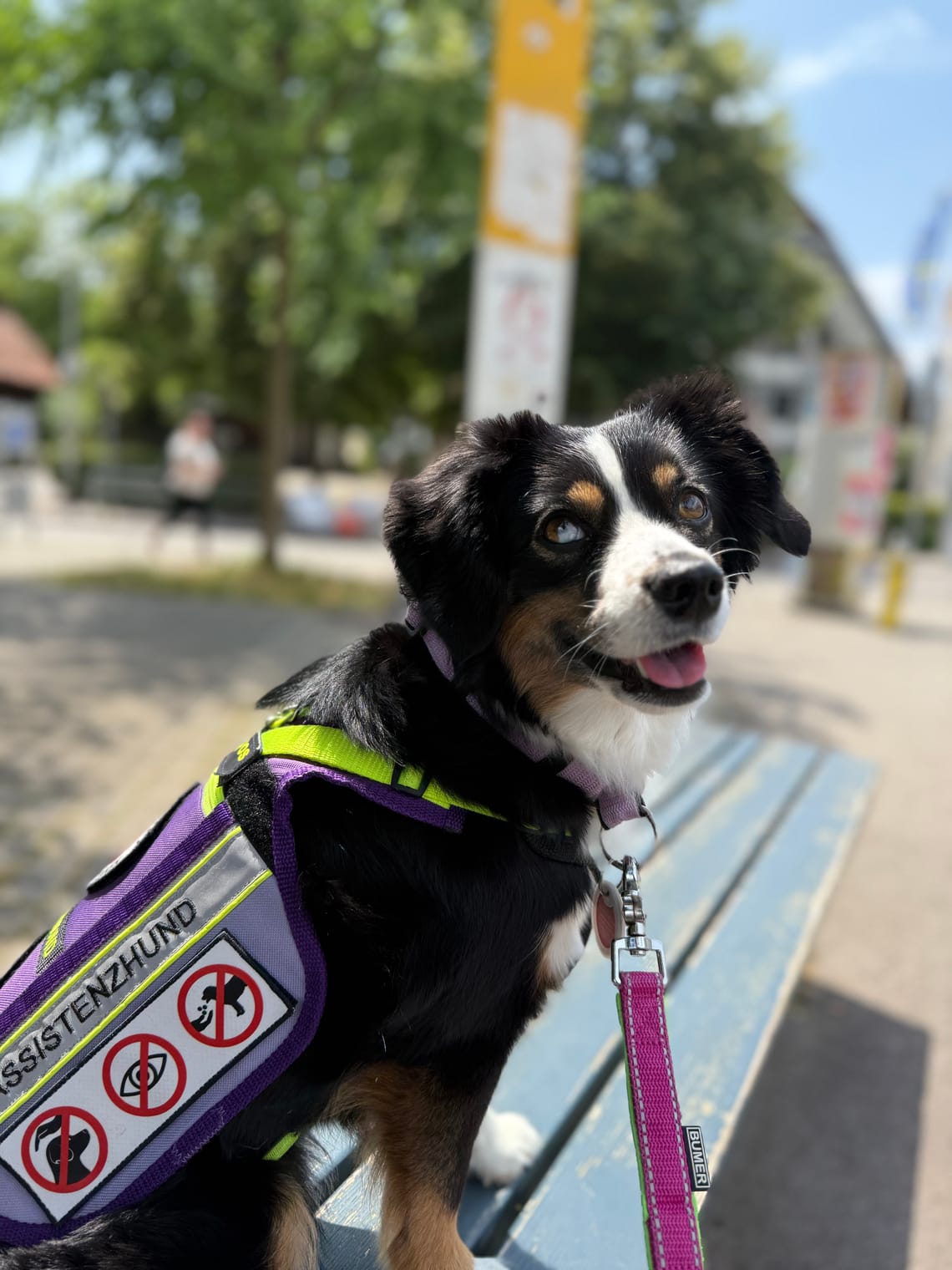 Wohnungssuche mit Assistenzhund: Unsere Erfahrung