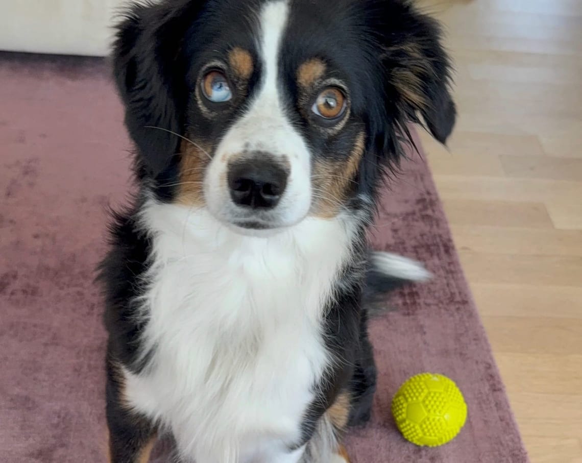 Hyperfokus – und wie Finchen mich aus dem Tunnel holt