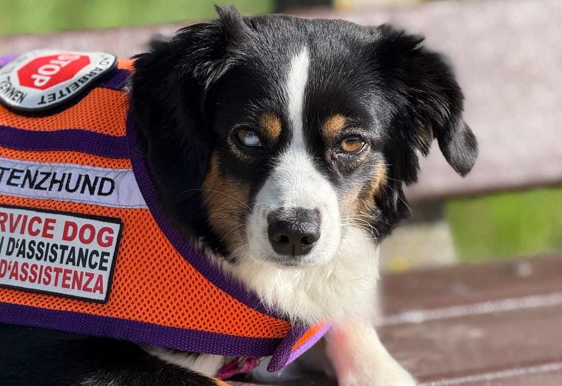 Mit Assistenzhund in einer fremden Stadt unterwegs ohne die Sprache zu sprechen