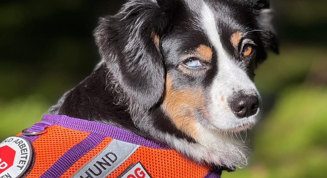 PREVIEW: Ganz normaler Tag im Leben meiner Assistenzhündin