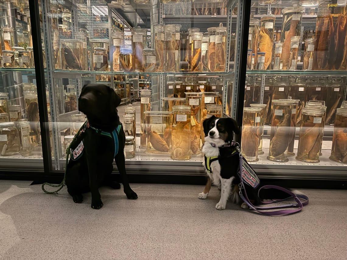 Gemeinsam stark: Warum der Austausch mit anderen Assistenzhundeteams so wertvoll ist