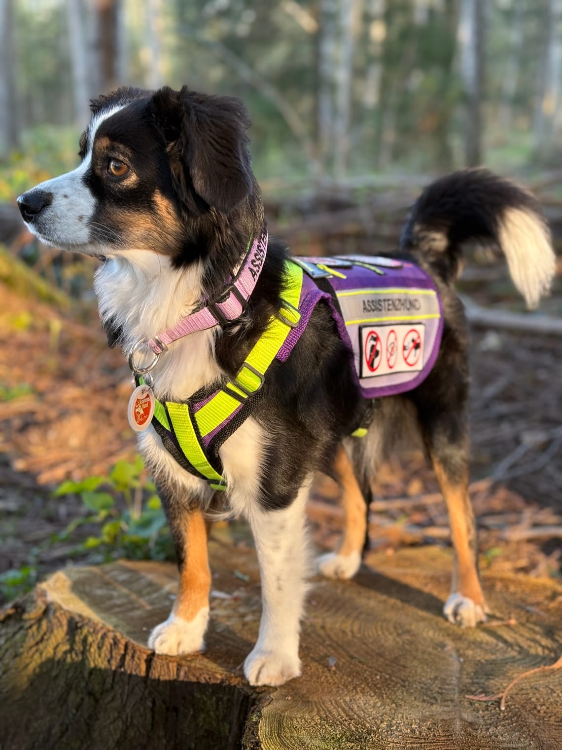 Was ist ein Assistenzhund eigentlich?