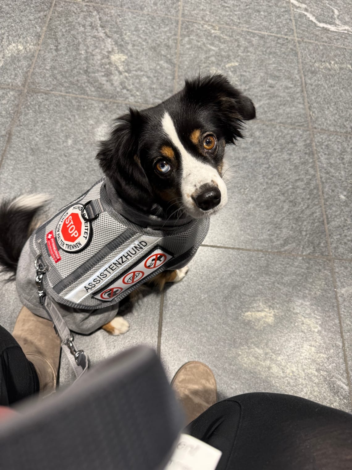 Zutrittsprobleme im Hotel – wenn Assistenzhunde fälschlich als Haustiere gelten