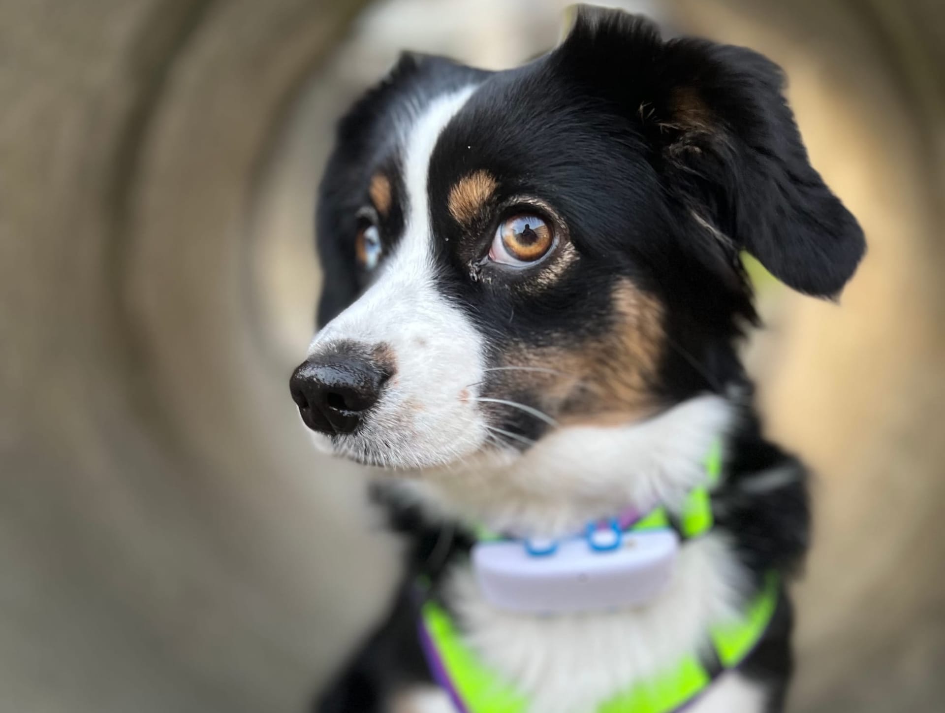 Wenn das Gassi gehen zum Hindernisparcours wird …