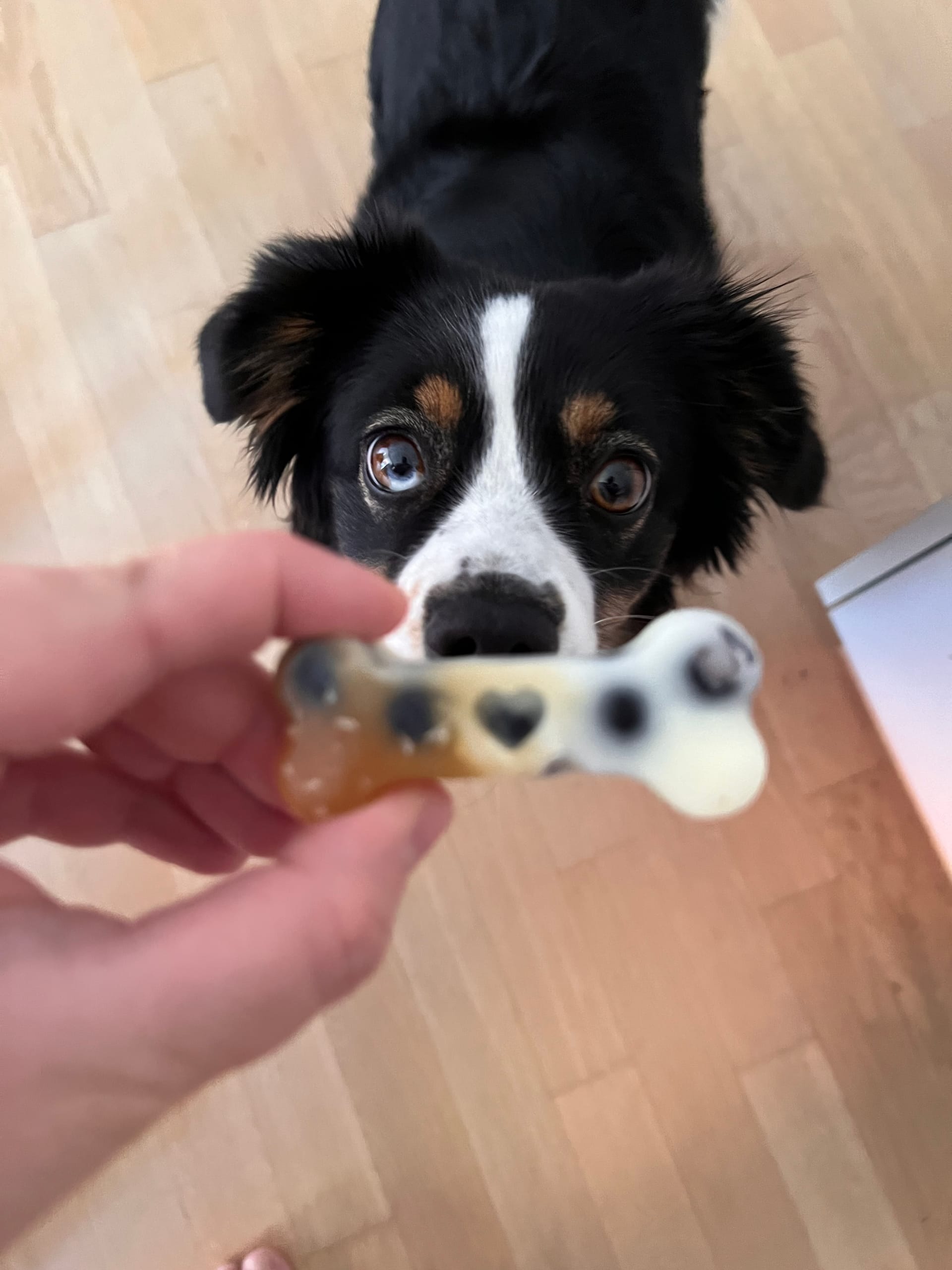 Selbst gemachtes Hundeeis - eine erfrischende Abwechslung an heissen Tagen 🍦