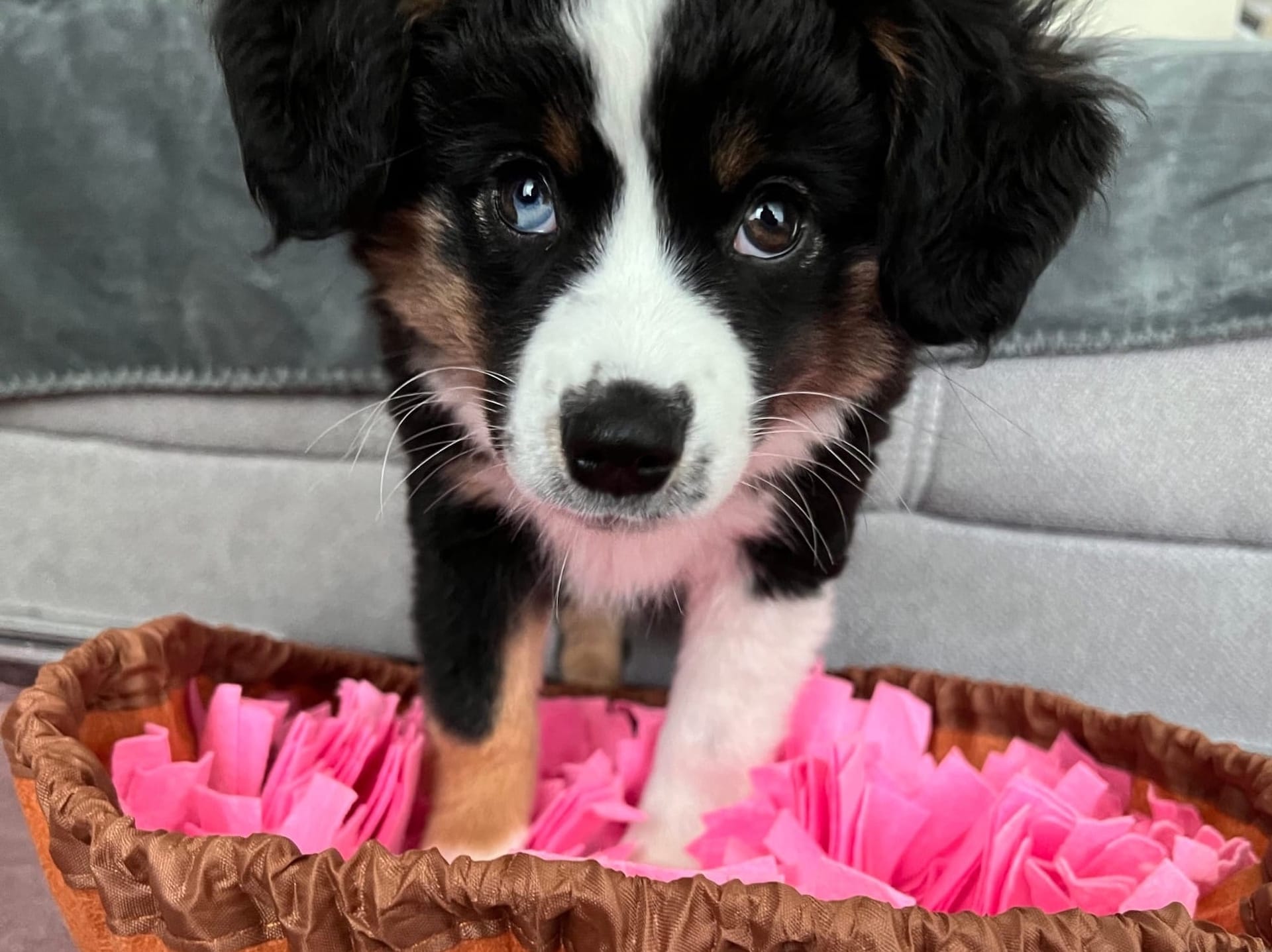 Wenn deine kluge Hündin dich austrickst..