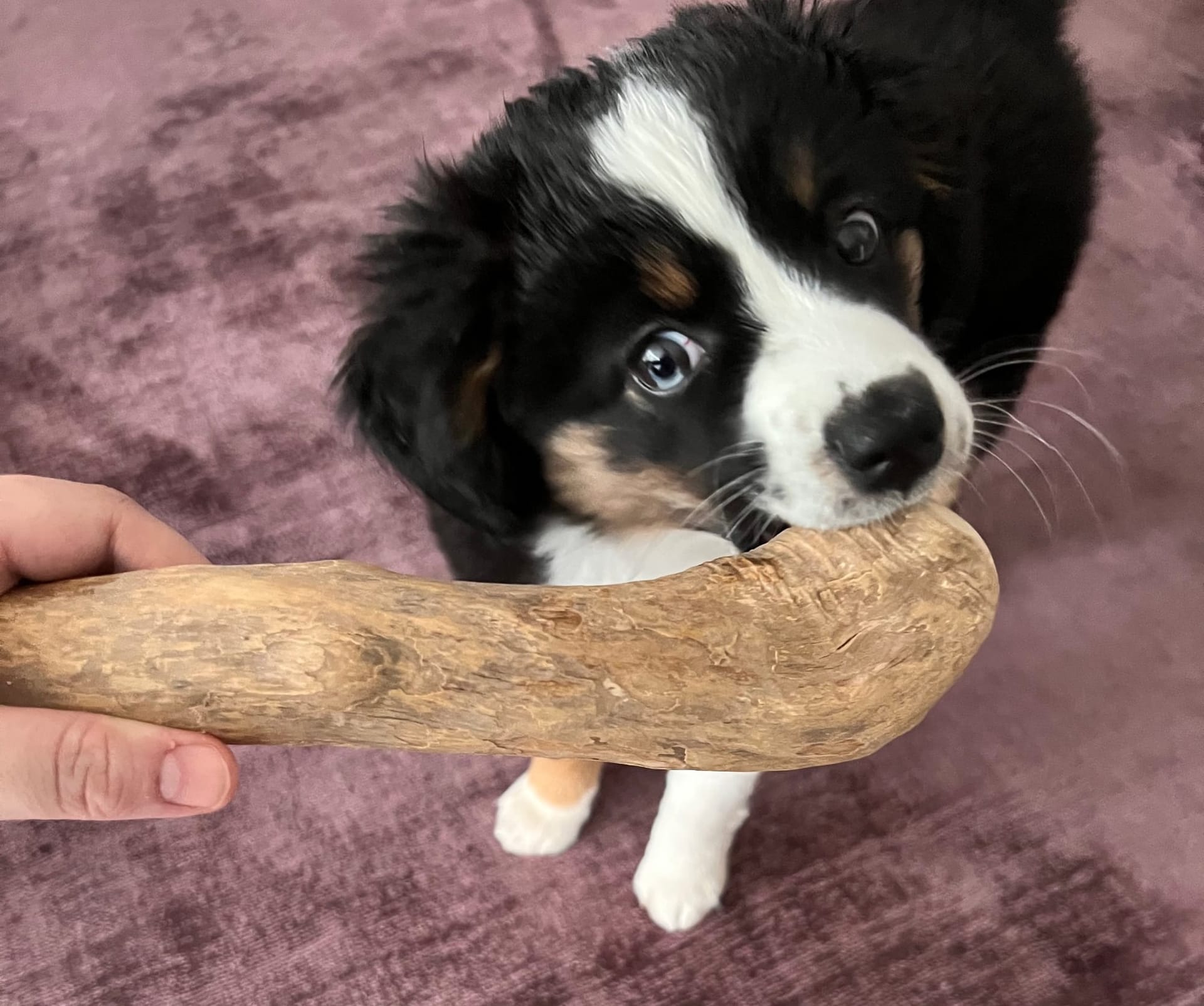 Als Fini noch Tischbeine anknabbern wollte...