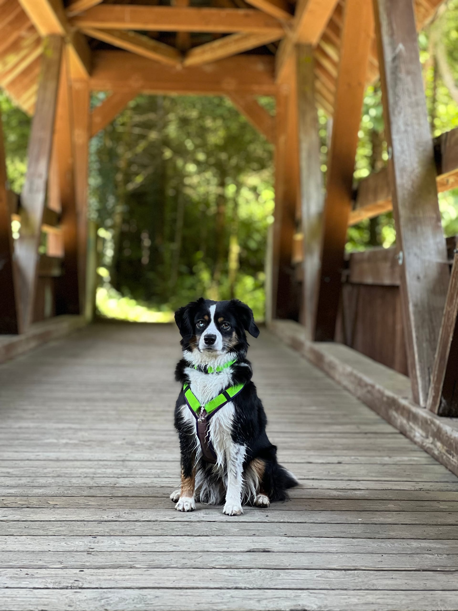 Abenteuer am Sense Fluss: Ein unvergesslicher Tag mit den Hundekumpels Milo & Morelito