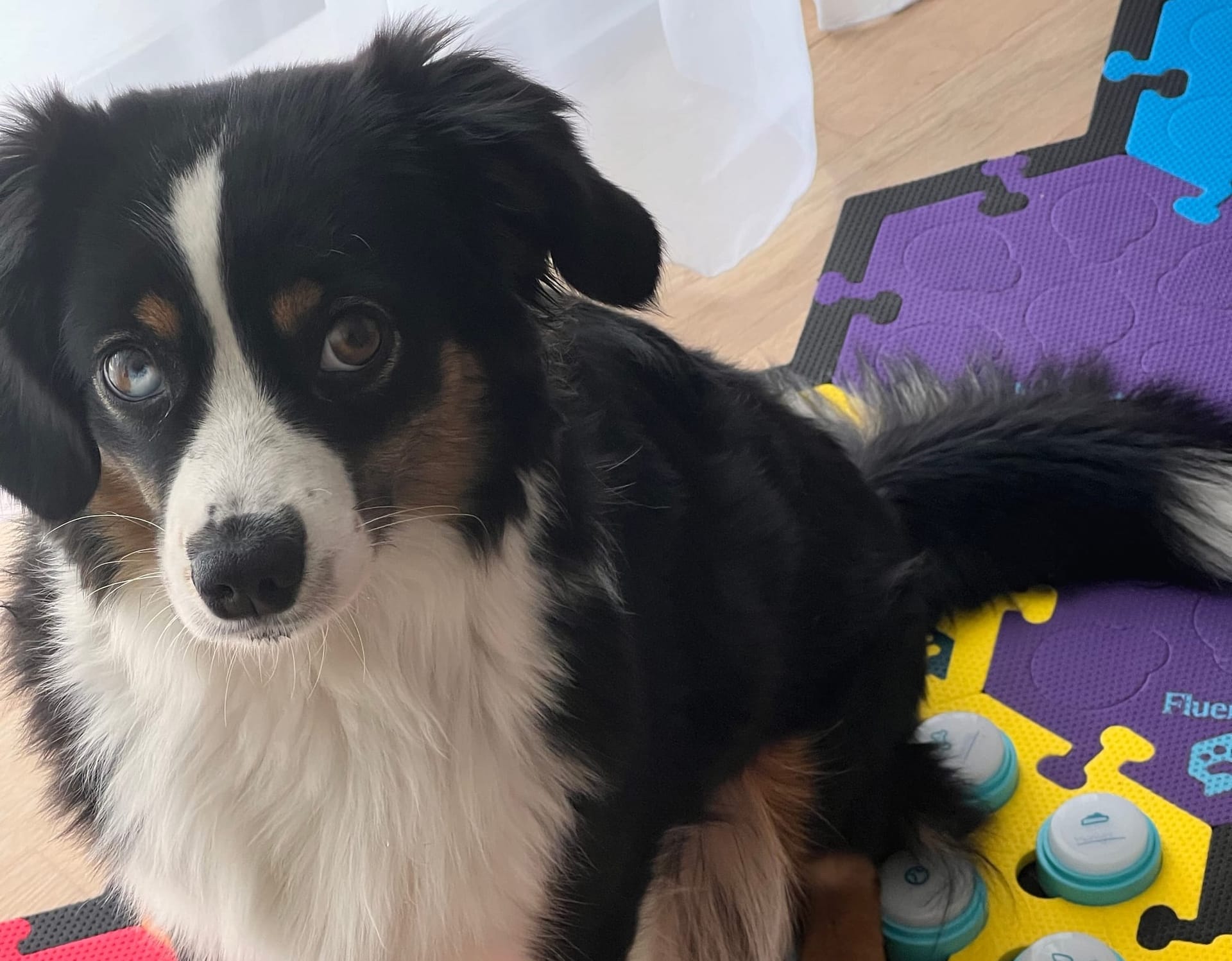 Was für ein herrlicher Dialog 😄 #talkingdog