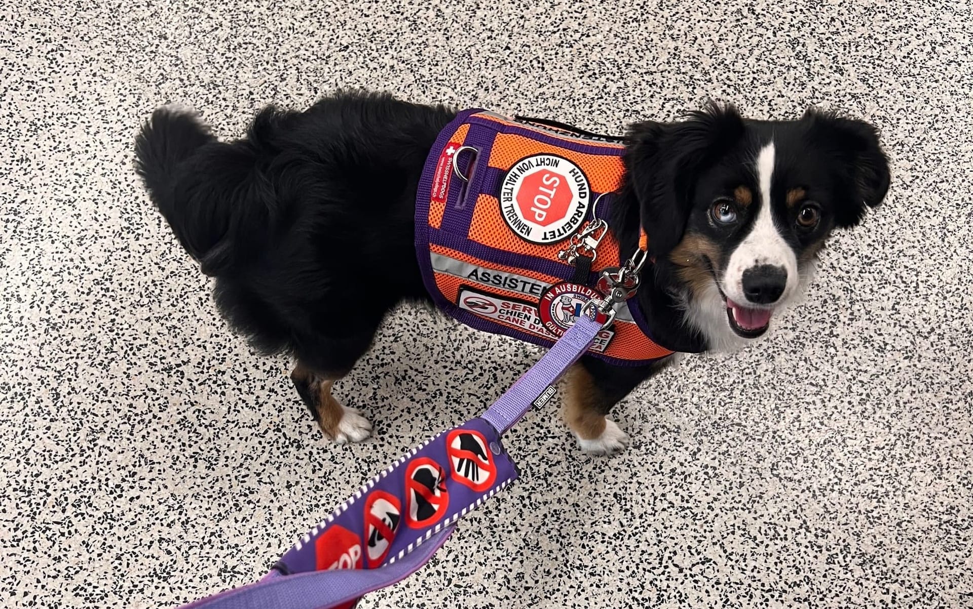Aus dem Alltag eines Assistenzhunde-Teams: Der Hund darf NICHT ins Restaurant!