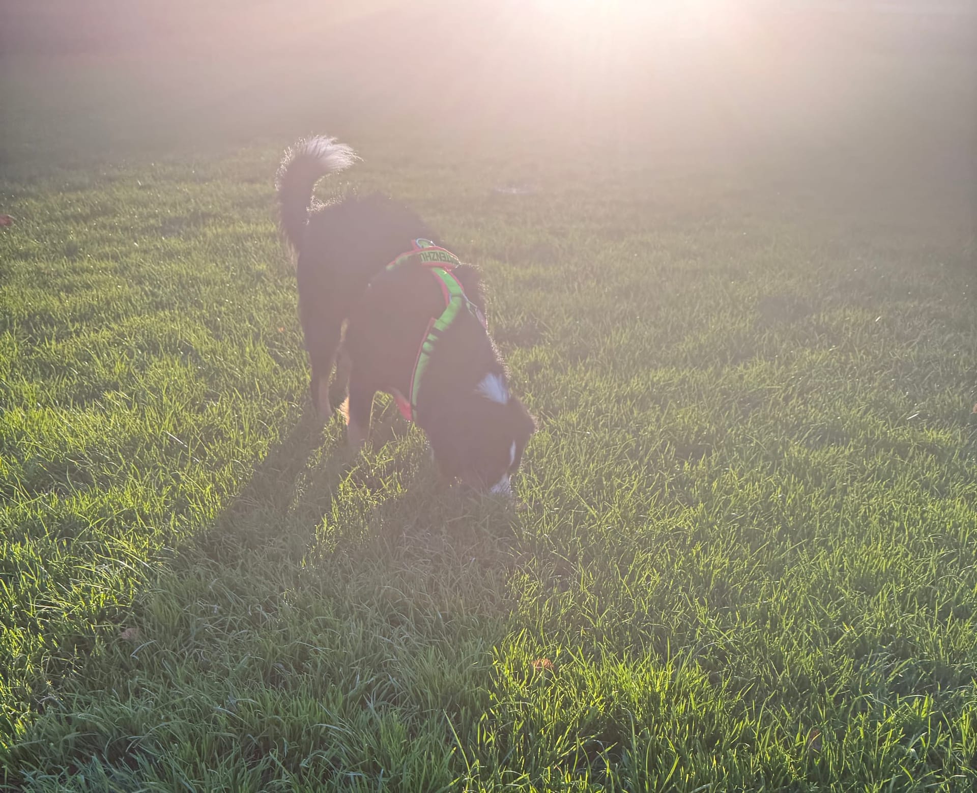 Heute wurde das feine Näschen genutzt