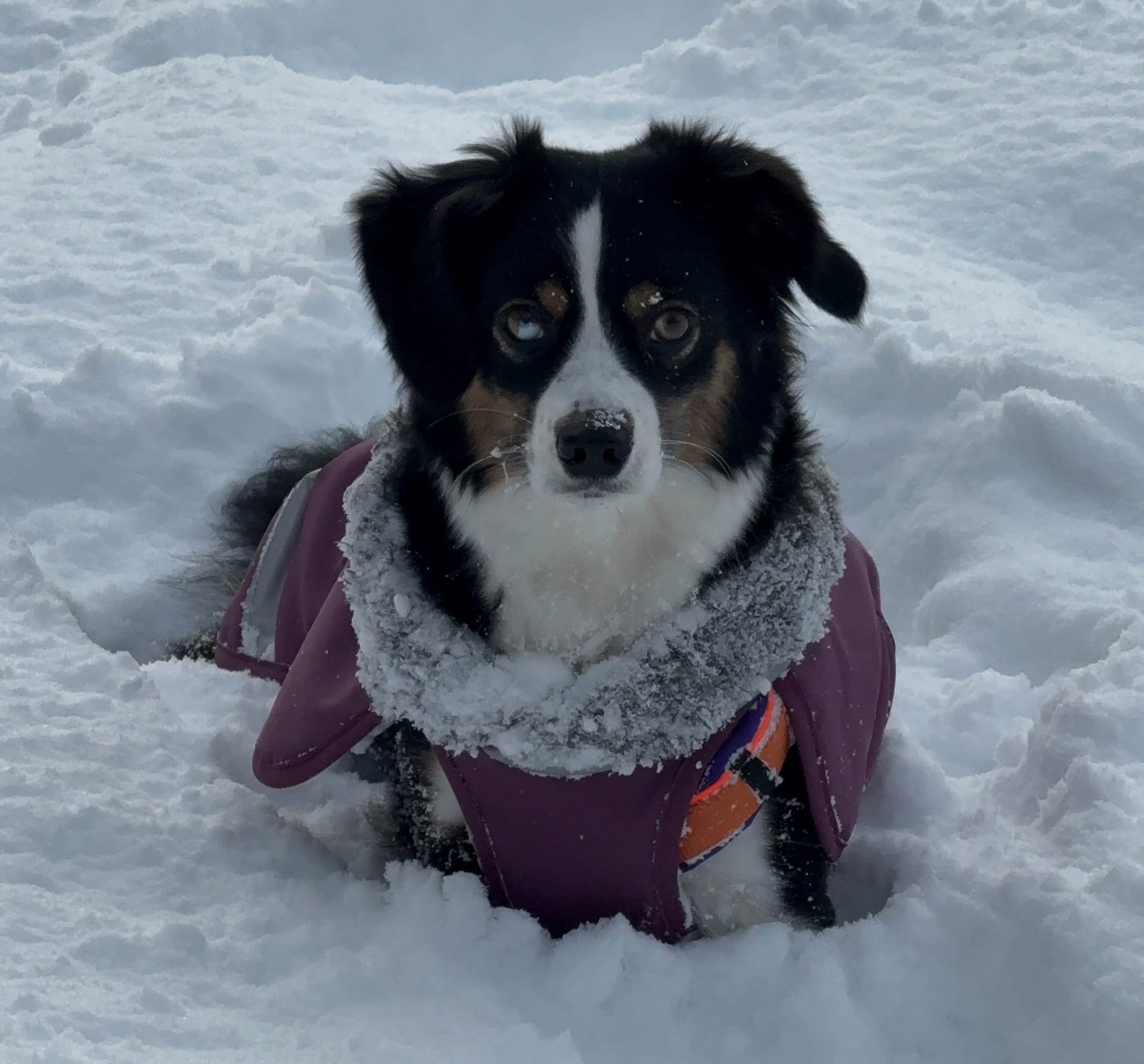 Der erste Schnee und ein platter Hund *wortwörtlich*