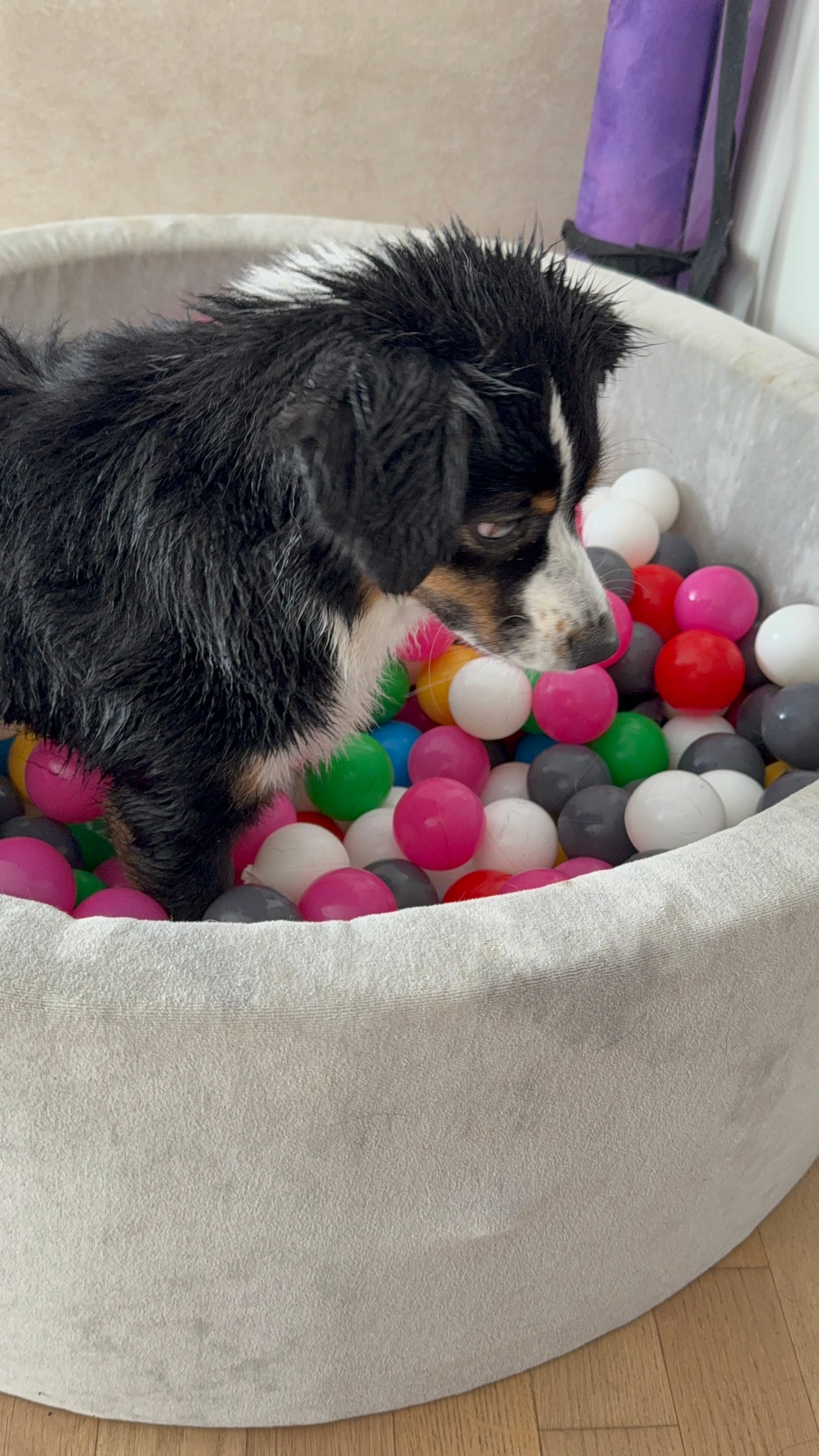 Das Bällebad ist pure Lebensfreude