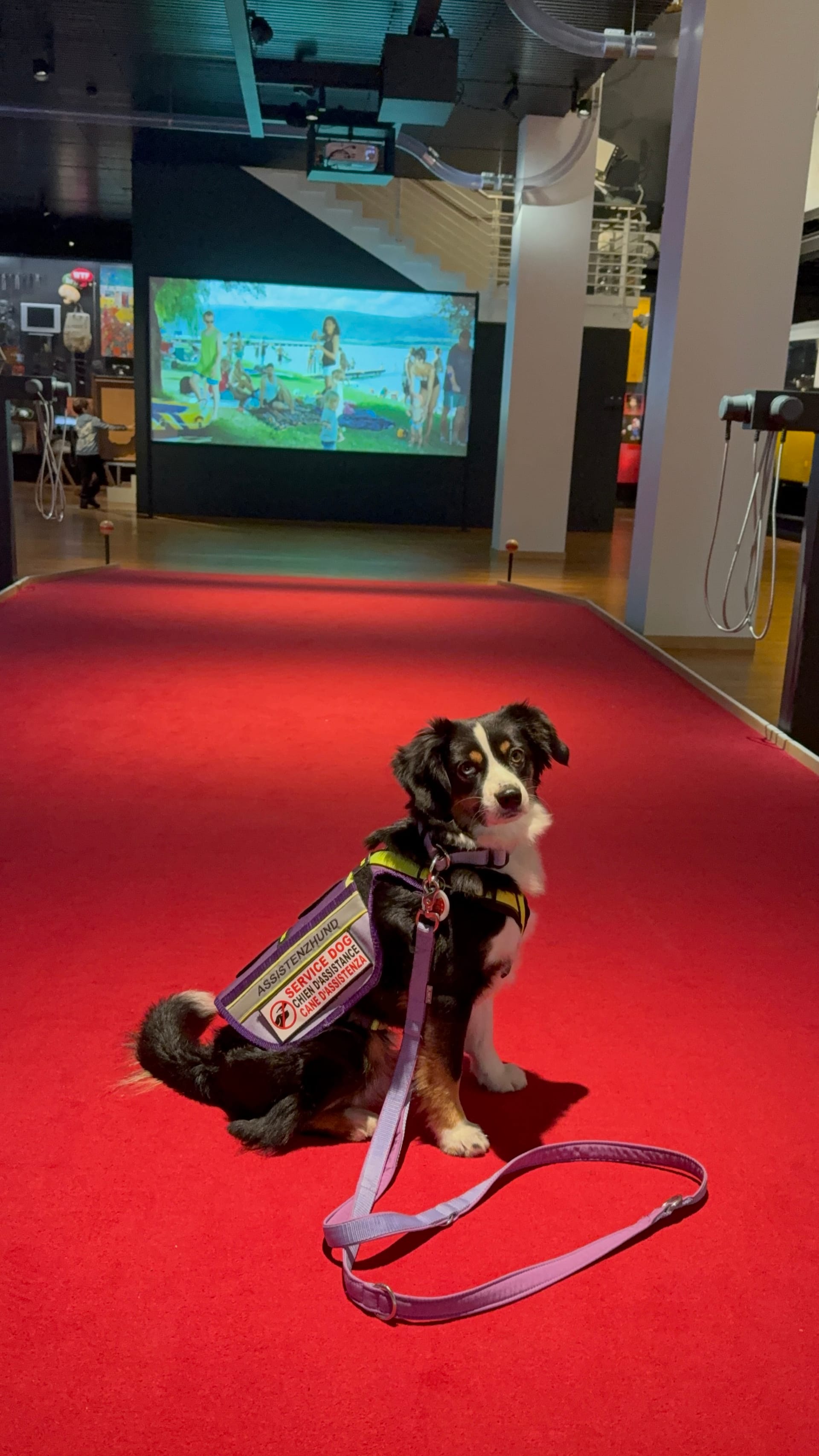 Mit Assistenzhund ins Museum für Kommunikation in Bern
