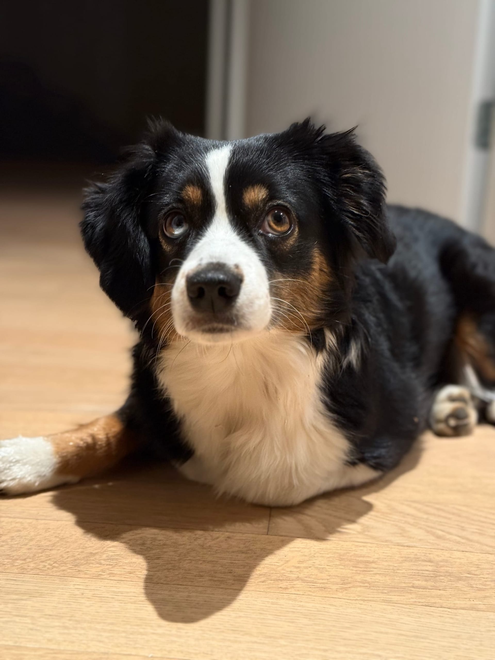 Finchen und ich wurden vor unserer Haustür von einem Hund angegriffen