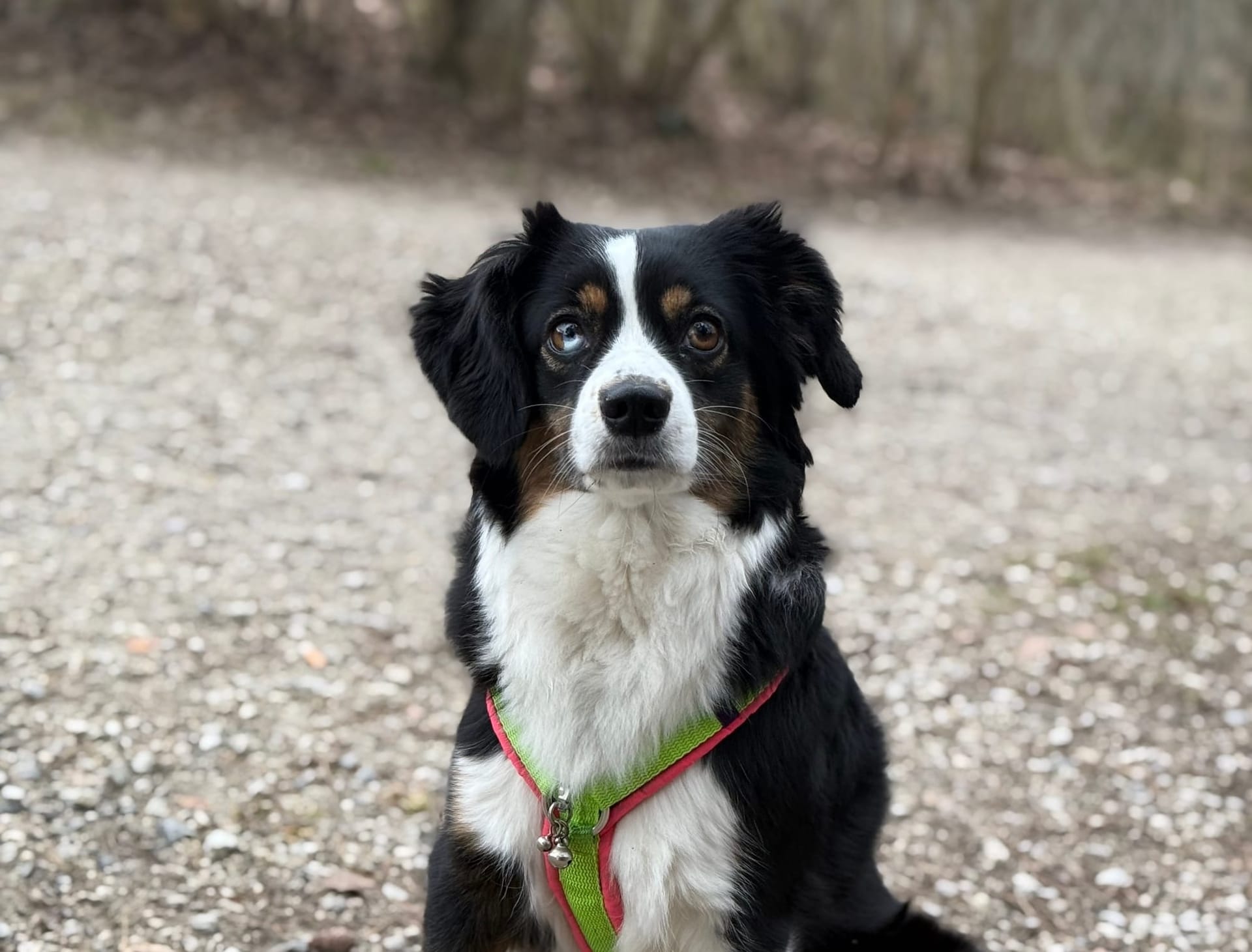 Fini lernt sprechen: Unser zweiter FluentPet-Button!