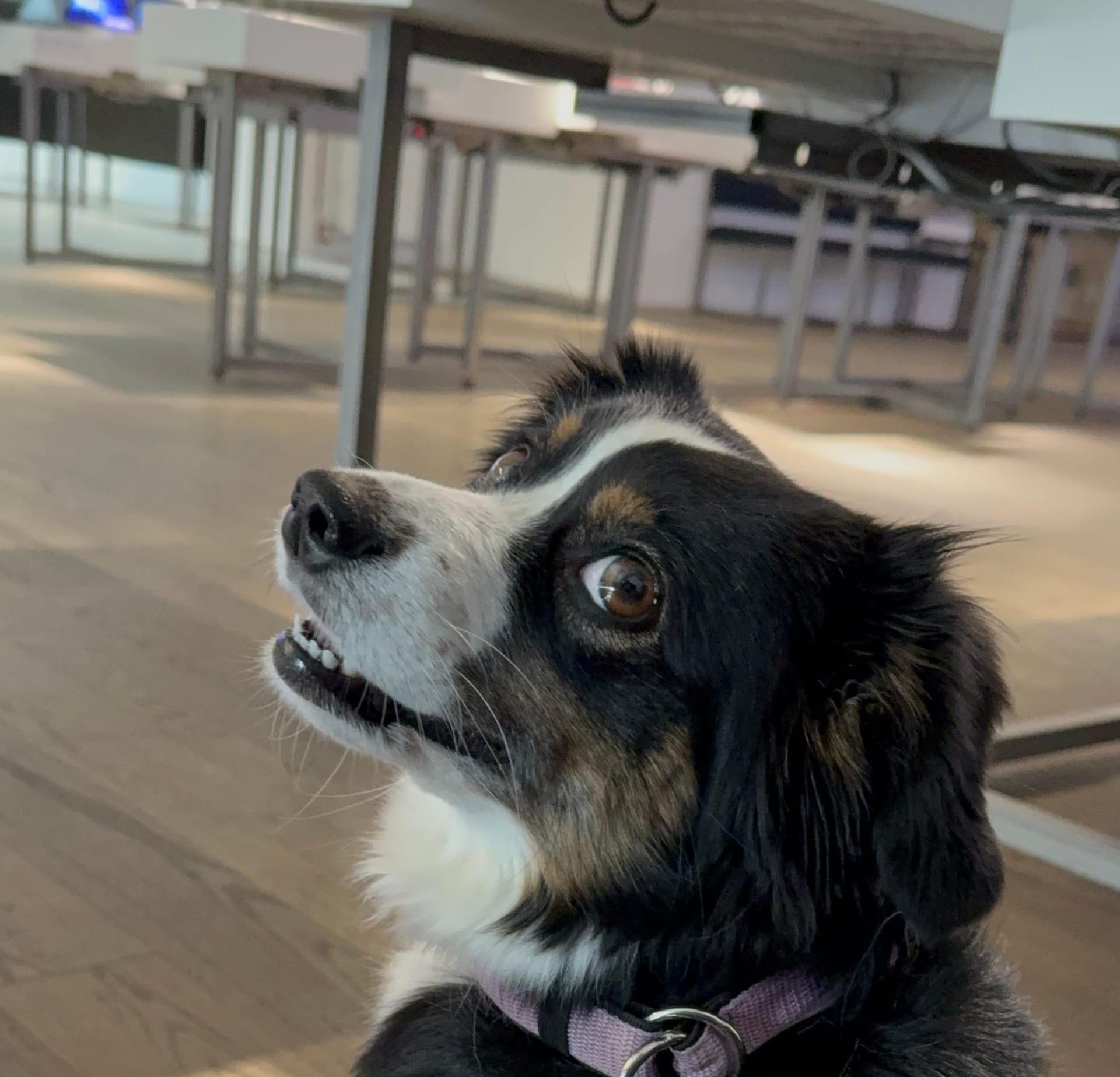 Ohne meine Assistenzhündin wäre ein Besuch im Elektrofachmarkt undenkbar