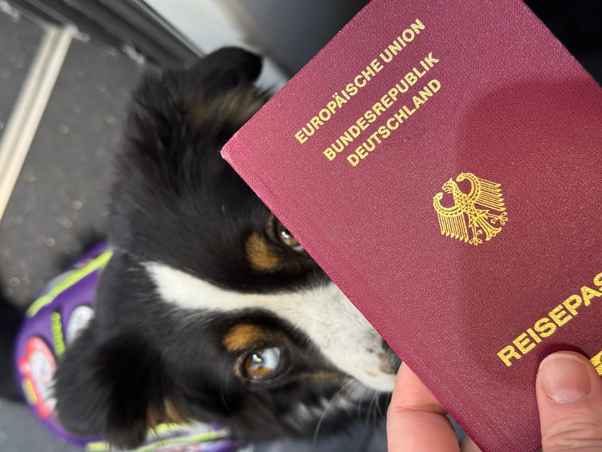 Assistenzhund im Einsatz: Unser Termin in der Deutschen Botschaft