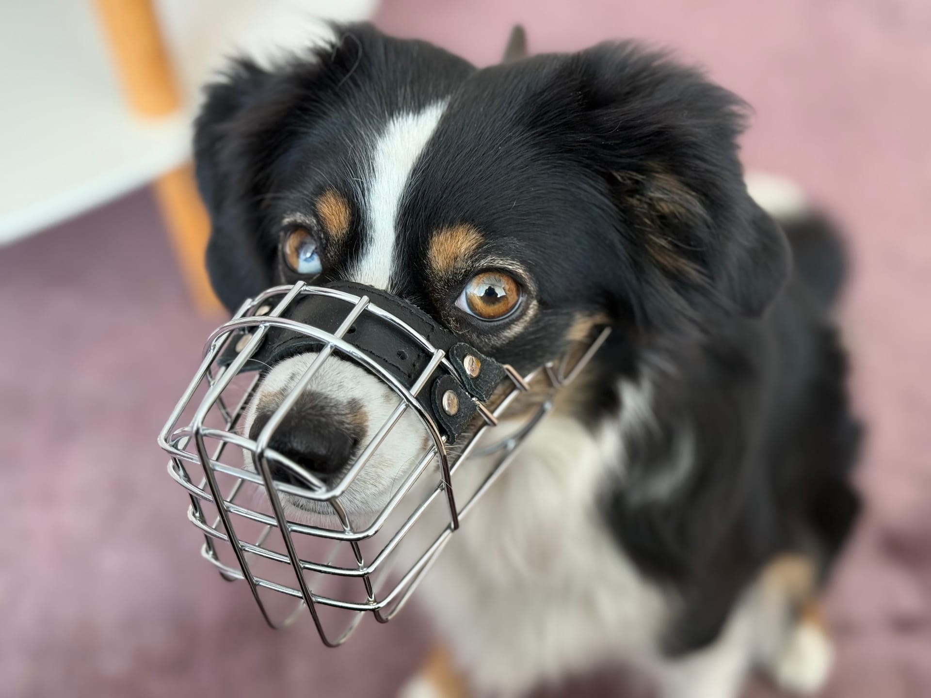 Maulkorb? Ganz normal! So wird das Training Teil des Alltags