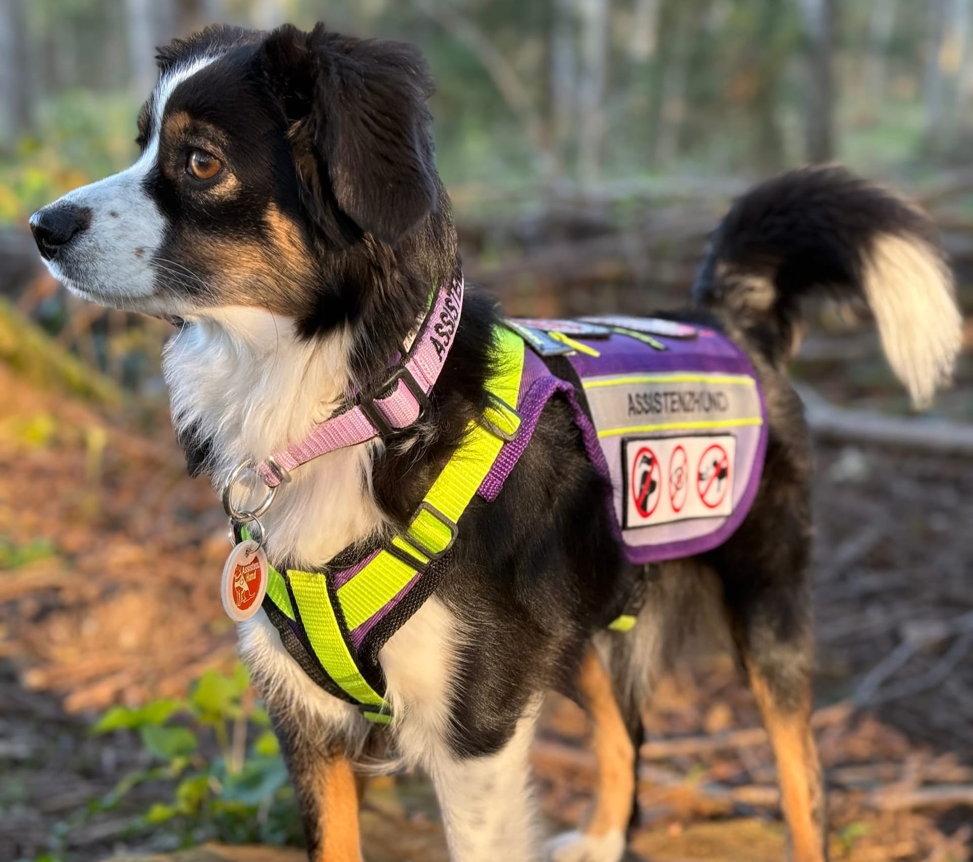 Superheldin auf vier Pfoten – mein Assistenzhündin als Actionfigur!