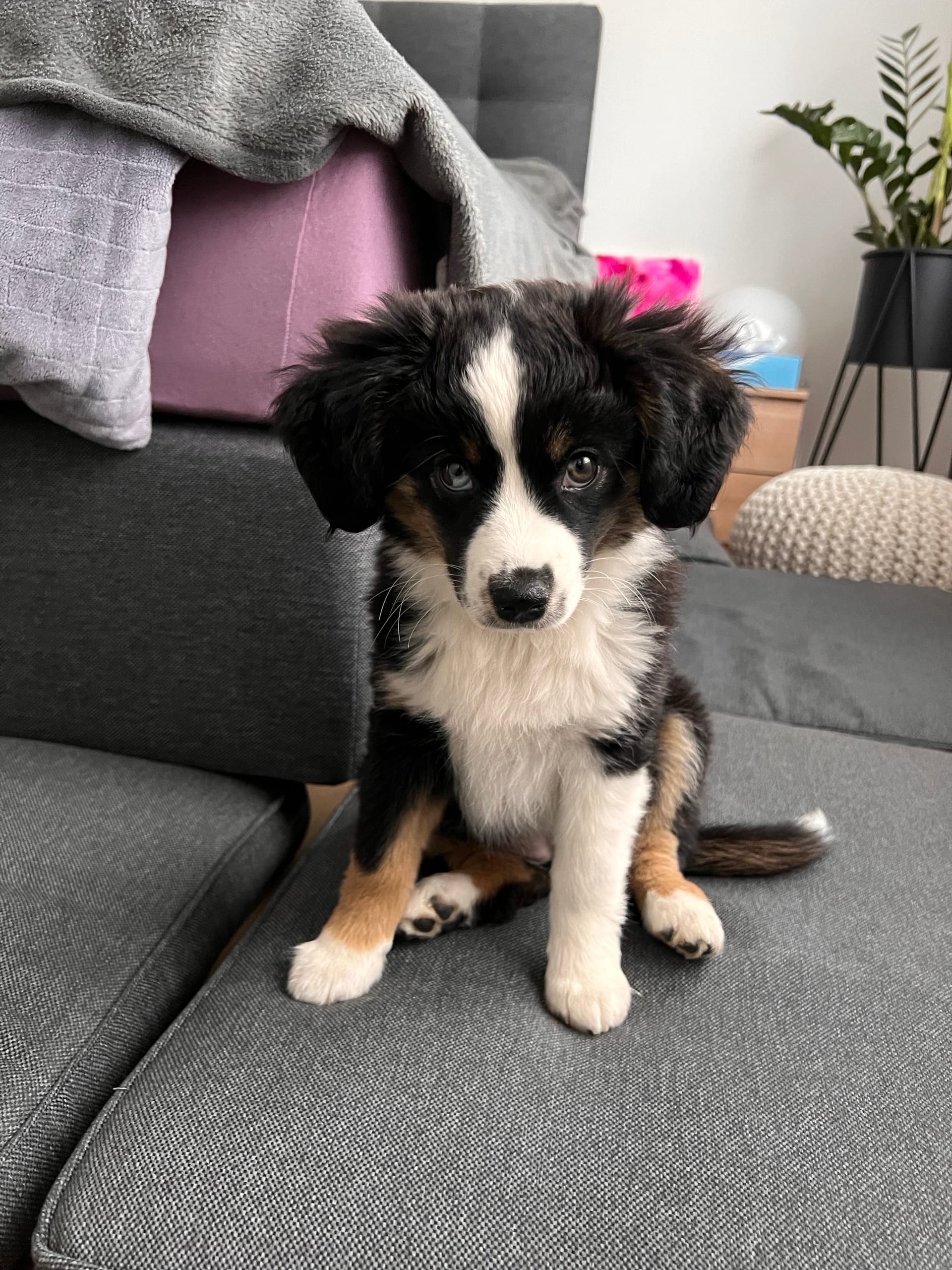 Wenn du einen Welpen zum Assistenzhund ausbilden möchtest, dann...