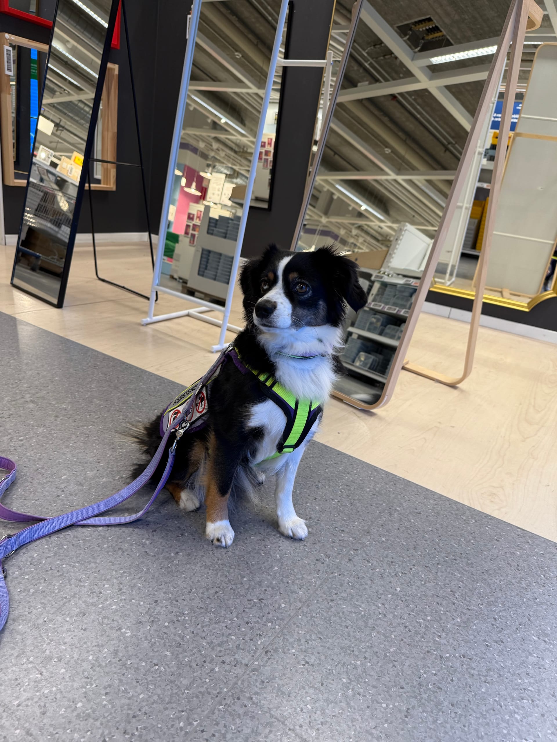 Zen auf vier Pfoten – Wenn ein Kind bellt und dein Hund einfach cool bleibt