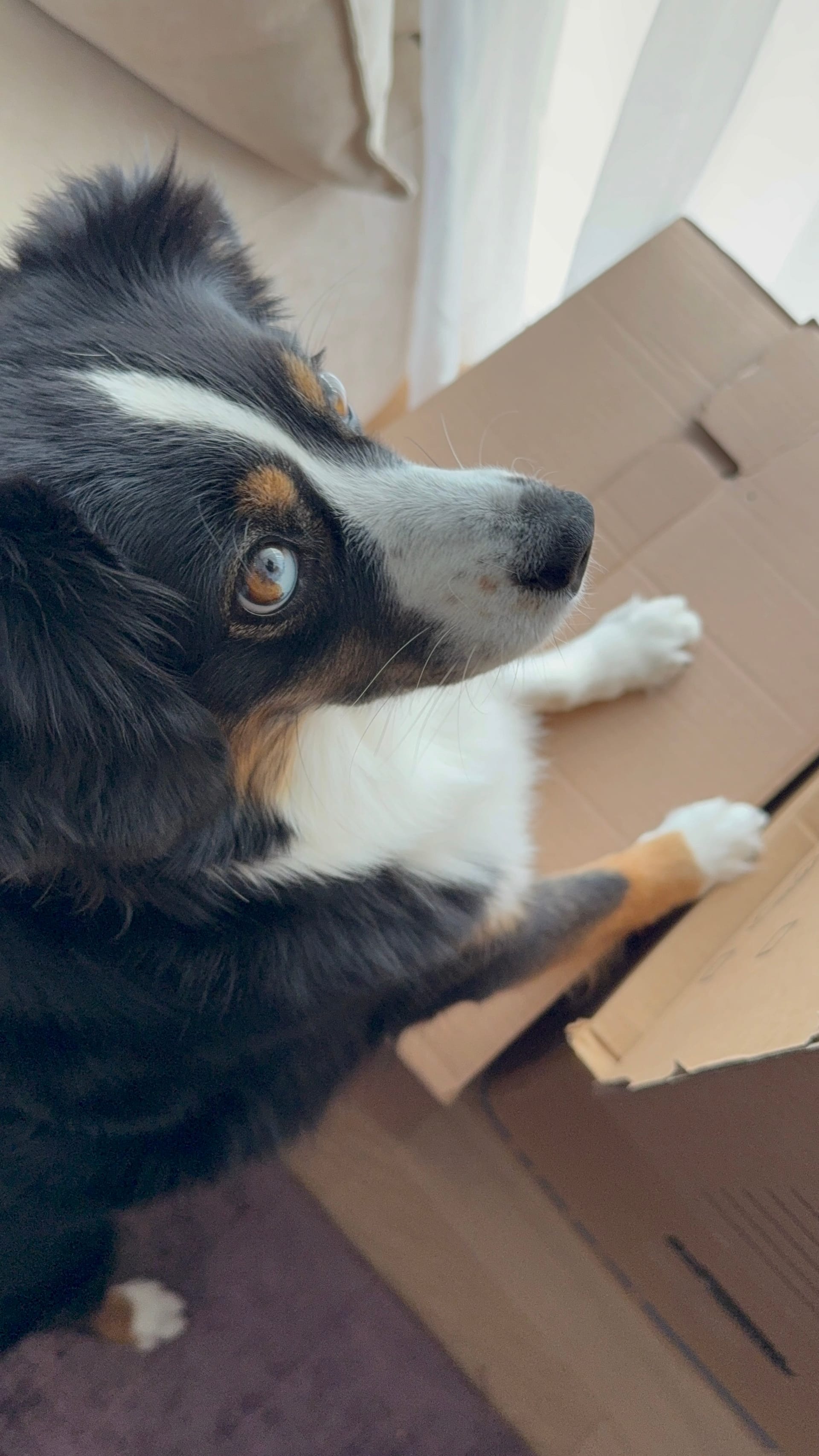 Wenn dein Hund mehr Zeug hat als du selbst…