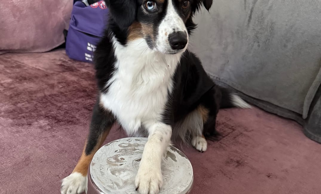 Free Shaping: wenn Hunde lernen, selbst zu denken