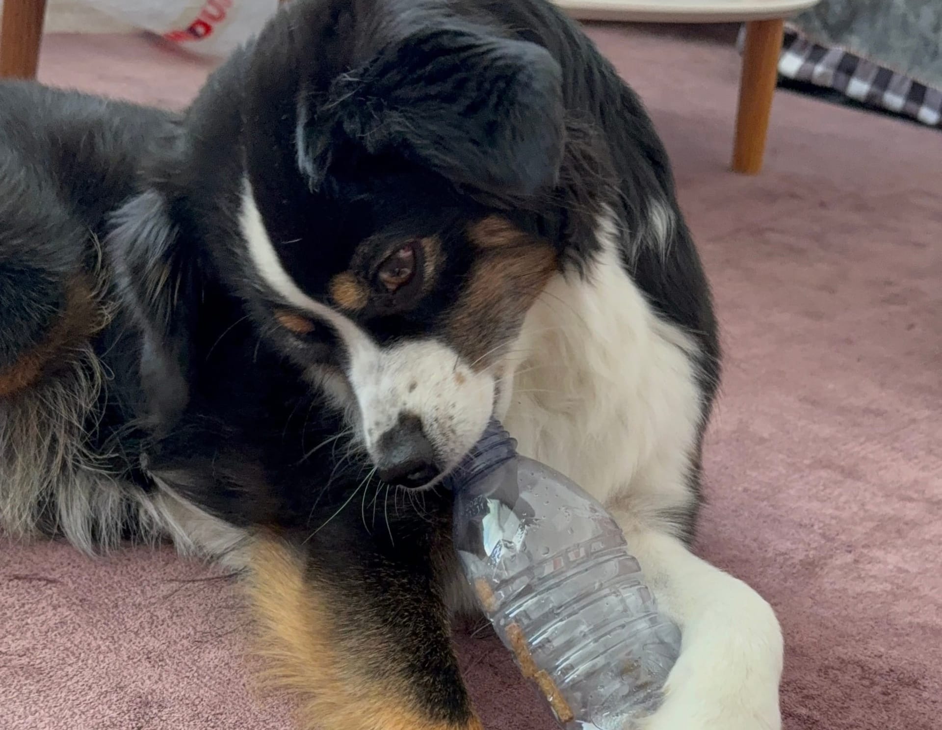 Der beste Lehrer hat heute vier Pfoten